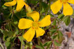 Creeping woodsorrel